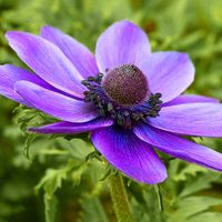 Anemone coronaria, the poppy anemone, Spanish marigold, or windflower, is a species of flowering plant.