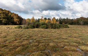 Yellow meadow ant nests