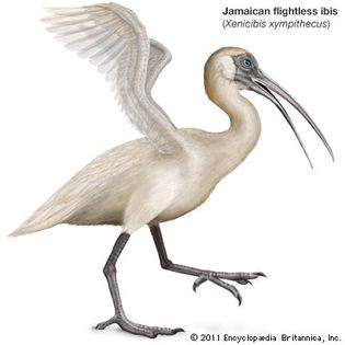 Jamaican flightless ibis