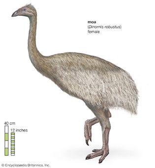 female South Island giant moa (Dinornis robustus)