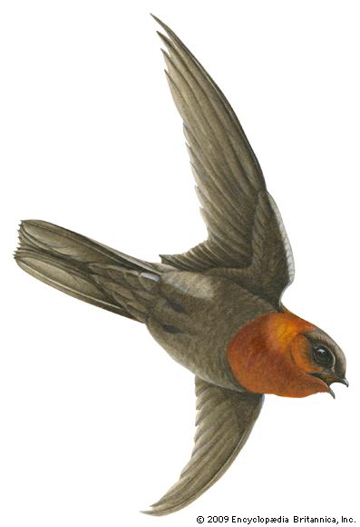 Chestnut-collared swift (Cypseloides rutilus)