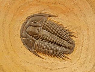 trilobite