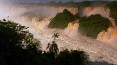 Dusky swifts: Surviving against the odds at Iguaçu Falls