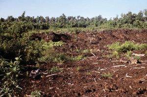 peat bed