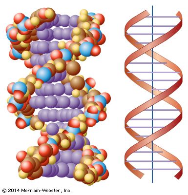 DNA