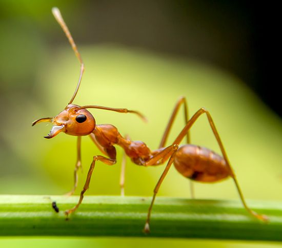 Red ant