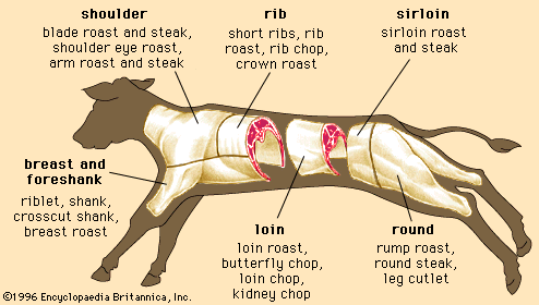 cuts of veal; meat processing