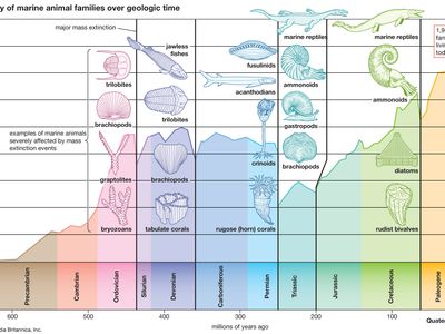 marine family diversity