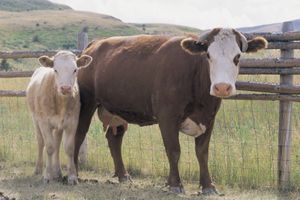 Hereford cow and calf