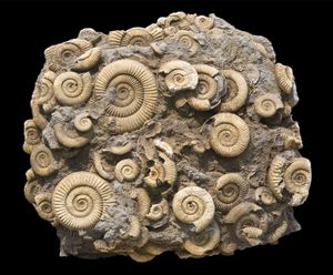 ammonoids