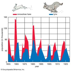 population density of the snowshoe hare and the Canada lynx