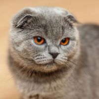 Scottish fold cat. A genetic mutation caused (in the original cat-1961) the ears to bend forward and down.