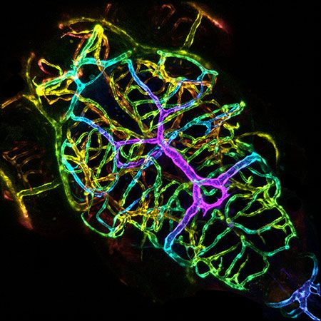 blood vessel; zebra fish brain vasculature