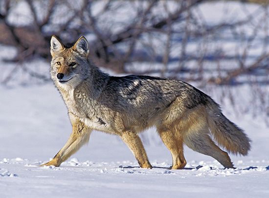 coyote