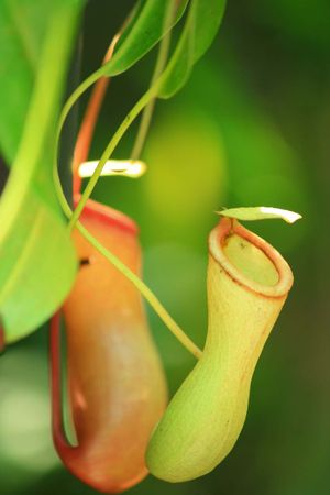 Slender pitcher plant