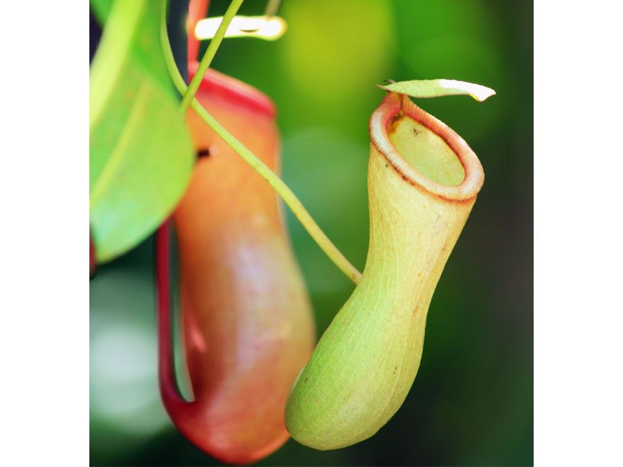 Slender pitcher plant