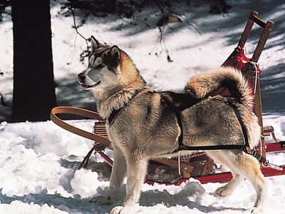 Alaskan Malamute