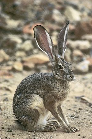 black-tailed jackrabbit