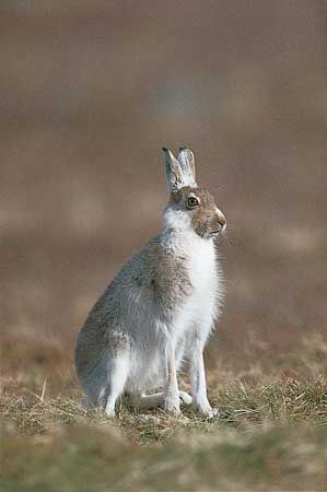 Alpine, or blue, hare