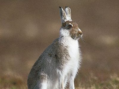 Alpine, or blue, hare