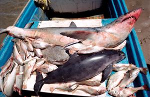 Vaquita (Phocoena sinus)