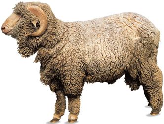 Merino