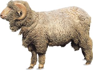 Merino