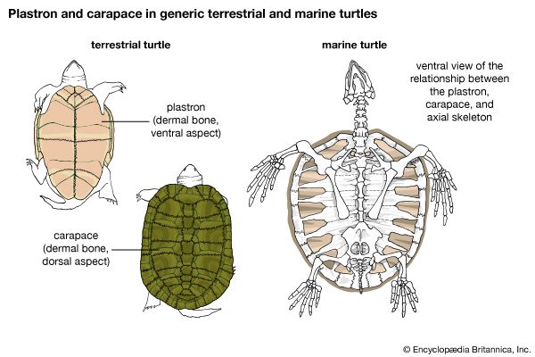 turtle skeleton