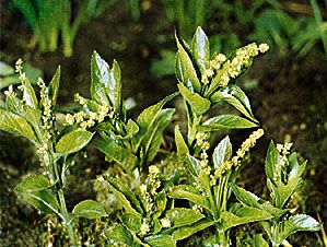 dog's mercury