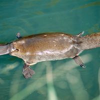 Platypus (Ornithorhynchus anatinus) swimming on the surface of a creek. Water Australia mammal monotreme