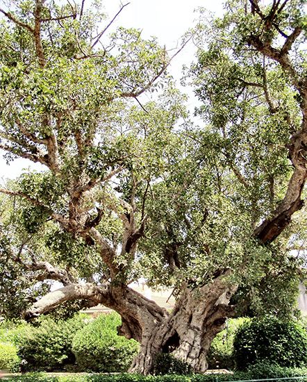 sycamore fig