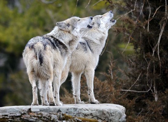 Mexican gray wolves