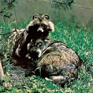 Raccoon dogs (Nyctereutes procyonoides).