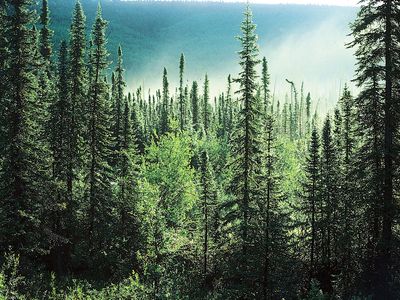 boreal forest in Alaska