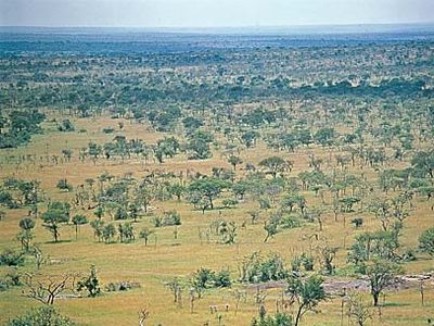 Serengeti Plain