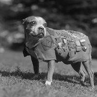 Sergeant Stubby or also known as Mascot Stubby. Unofficial mascot dog of the 102nd Infantry Regiment of the United States with the 26th (Yankee) Division in World War I. War dog. Possibly a Boston terrier - also sometimes described as a Boston bull terrier