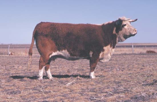 Hereford cow