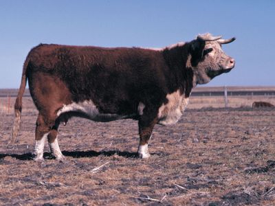 Hereford cow