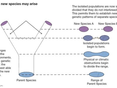 evolution: new species