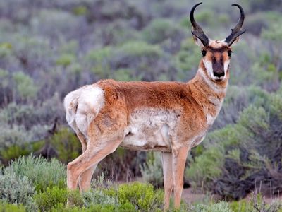 pronghorn