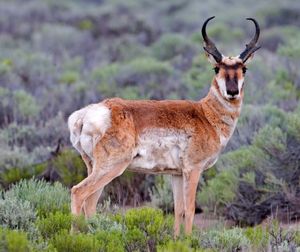 pronghorn