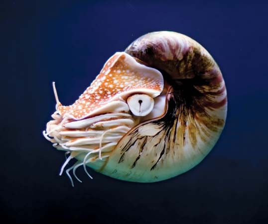 nautilus