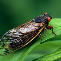 Periodical Cicada, Adult, Magicicada spp. Requires 17 years to complete development. Nymph splits its skin, and transforms into an adult. Feeds on sap of tree roots. Northern Illinois Brood. This brood is the largest emergence of cicadas anywhere