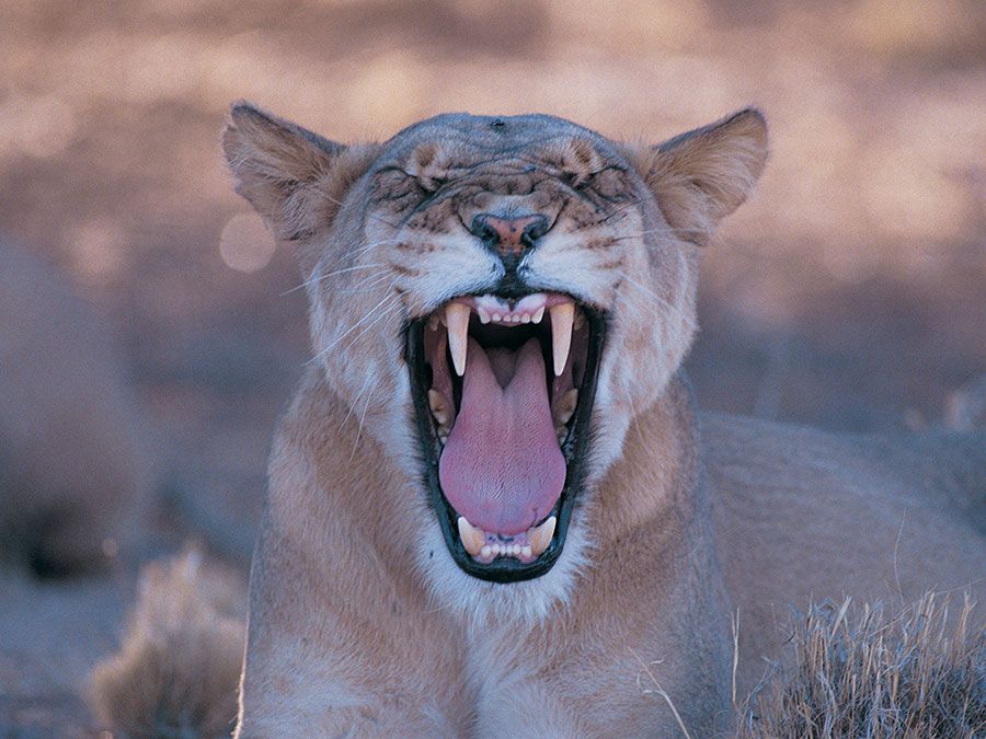 Lion (panthera leo)