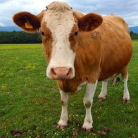 Guernsey cow