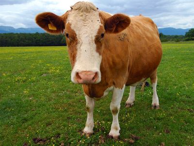 Guernsey cow