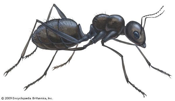 Black carpenter ant