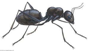 Black carpenter ant