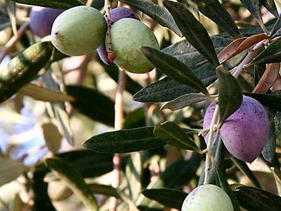 olive tree