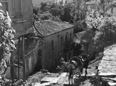 Donkeys descending from a village in Akhaï´a (site of ancient Achaea), Greece.